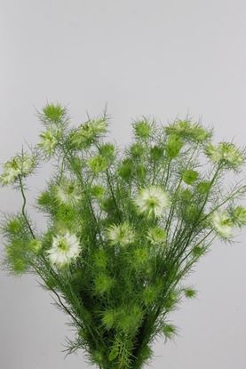 Picture of Nigella White