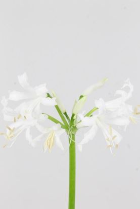 Picture of Nerine Biancaneve