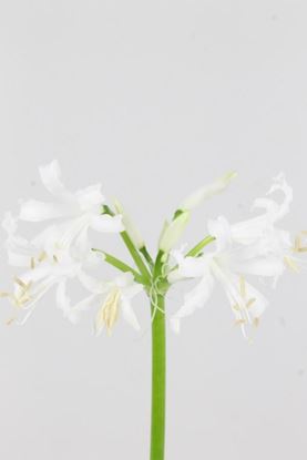 Picture of Nerine Biancaneve