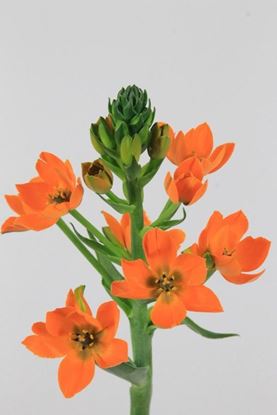 Picture of Ornithogalum Dubium