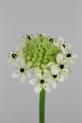 Picture of Ornithogalum Saundersiae