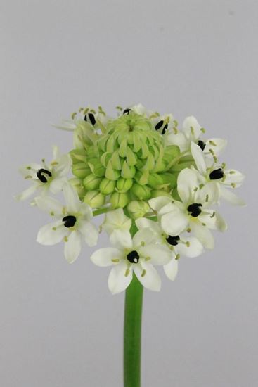 Picture of Ornithogalum Saundersiae