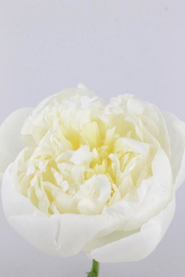 Picture of Peony Duchess d' Nemour