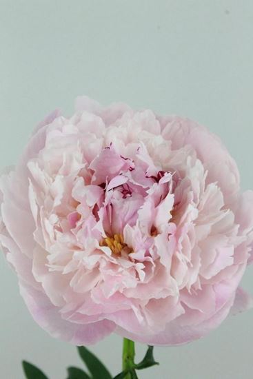 Picture of Peony Sarah Bernhardt