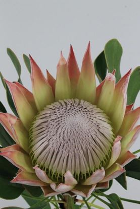 Picture of Protea King
