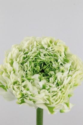 Picture of Ranunculus Ponpon White