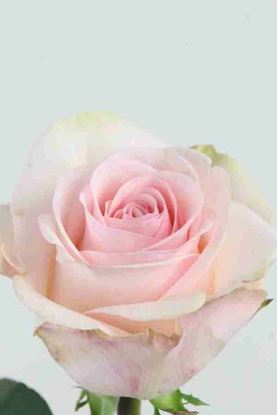 Picture of Rose EC Novia