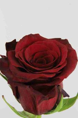 Picture of Rose EC Red Paris