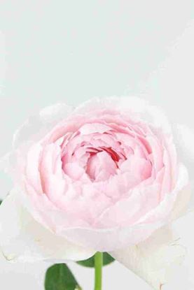 Picture of Rose UK Peony Pink