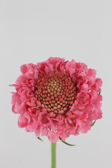 Picture of Scabiosa Atro Candy Scoop
