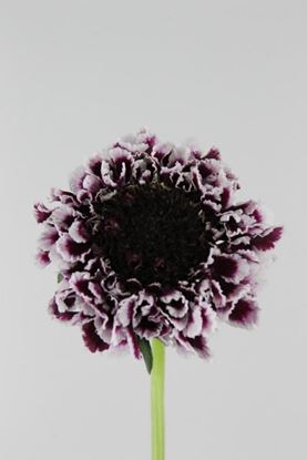 Picture of Scabiosa Atro Cherry Vanilla