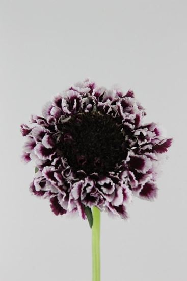 Picture of Scabiosa Atro Cherry Vanilla