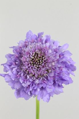 Picture of Scabiosa Atro Lavender