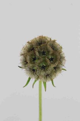 Picture of Scabiosa Stellata