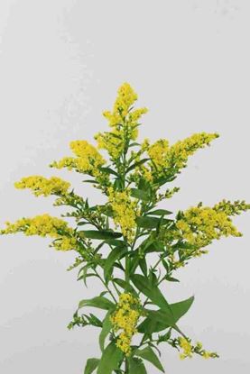 Picture of Solidago Golden Glory