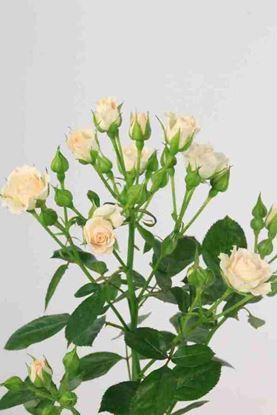 Picture of Spray Roses Cream Gracia