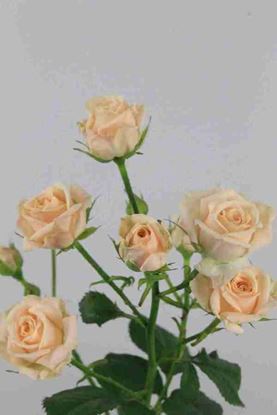 Picture of Spray Roses Jana