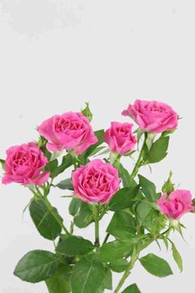 Picture of Spray Roses Lianne