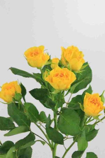Picture of Spray Roses Yellow Babe
