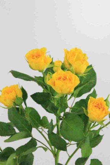 Picture of Spray Roses Yellow Babe
