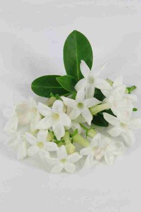 Picture of Stephanotis