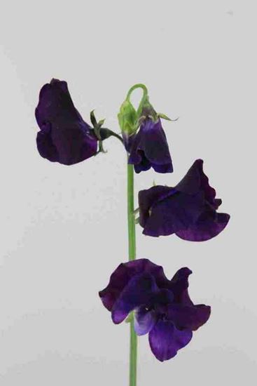 Picture of Sweet Pea Lathyrus Blue