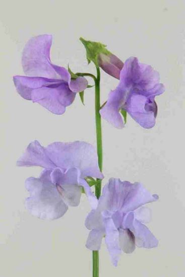 Picture of Sweet Pea Lathyrus Lavender