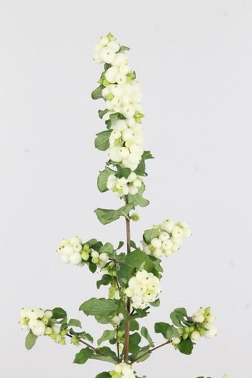 Picture of Symphoricarpos, Bright Fantasy