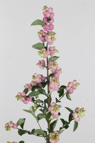 Picture of Symphoricarpos, Charming Fantasy