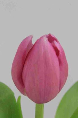 Picture of Tulip Barcelona