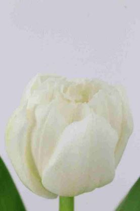 Picture of Tulip DB Mondial