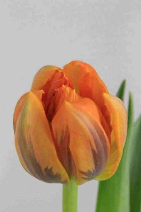 Picture of Tulip DB Orange Princess