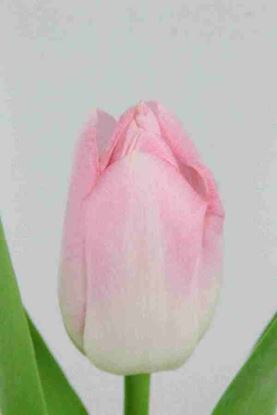 Picture of Tulip Dynasty