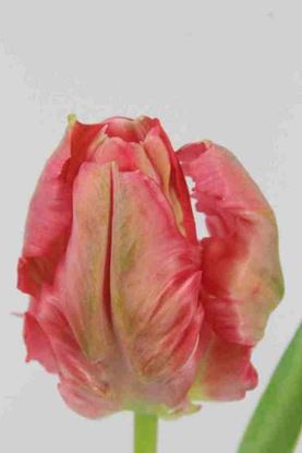 Picture of Tulip Parrot Carmine