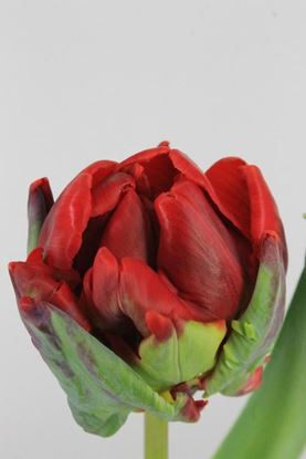 Picture of Tulip Parrot Rococo