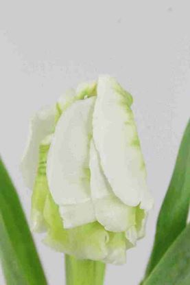 Picture of Tulip Parrot Super