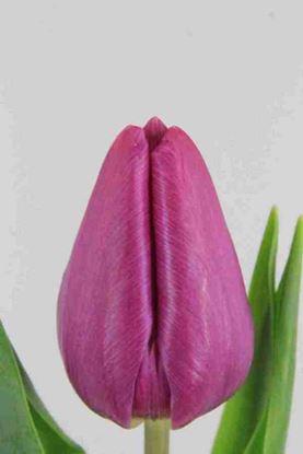 Picture of Tulip Purple Prince