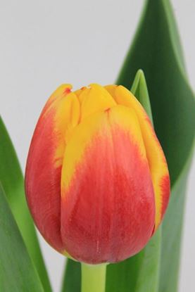 Picture of Tulip Rambo