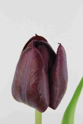 Picture of Tulip Ronaldo