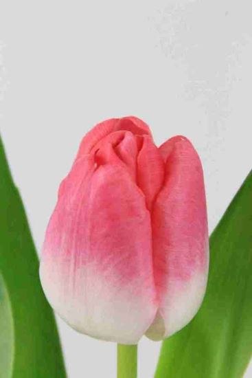 Picture of Tulip Rosario