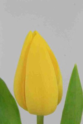 Picture of Tulip Strong Gold