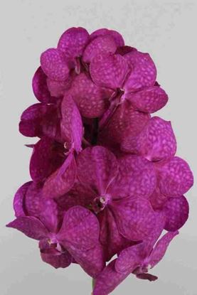 Picture of Vanda Tayanee Cerise