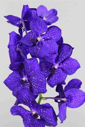 Picture of Vanda Royal Blue