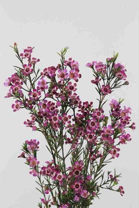 Picture of Waxflower Purple