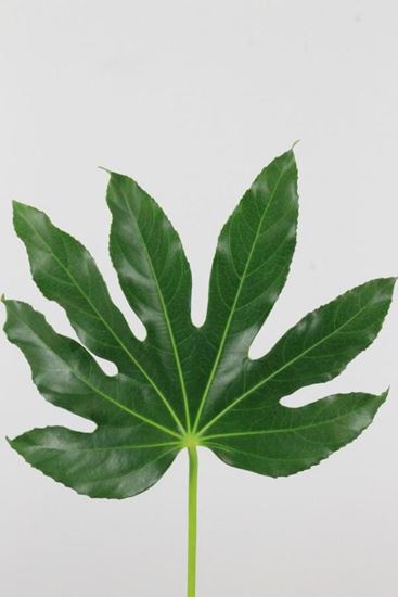 Picture of Aralia, Green