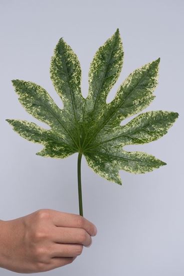 Picture of Aralia, Variegated