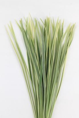 Picture of China Grass