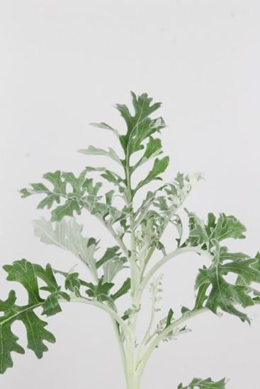 Picture of Dusty Miller