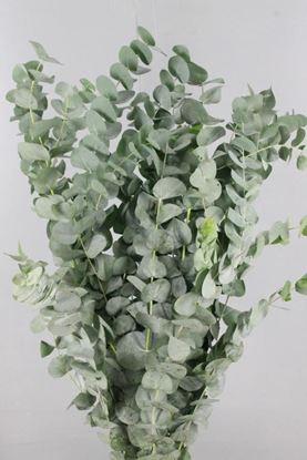 Picture of Eucalyptus Cinerea