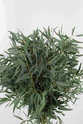 Picture of Eucalyptus Nicholii